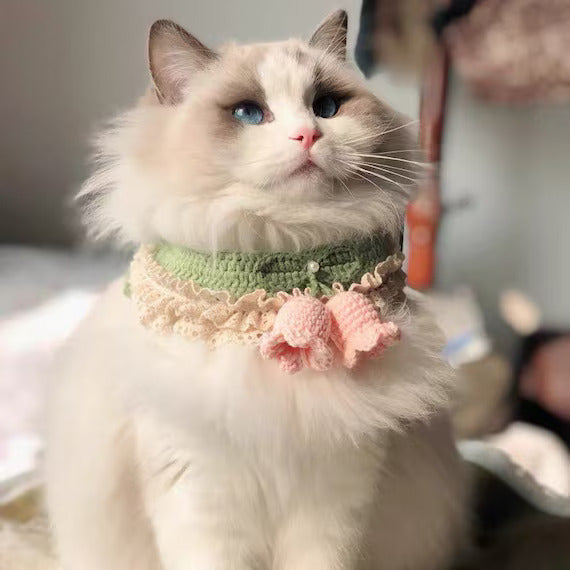 Cat Accessories